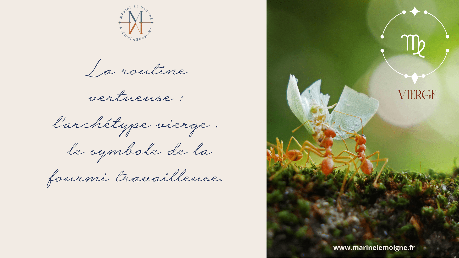 l'archétype de la fourmi travailleuse